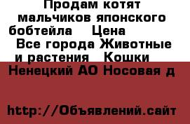 Продам котят мальчиков японского бобтейла. › Цена ­ 30 000 - Все города Животные и растения » Кошки   . Ненецкий АО,Носовая д.